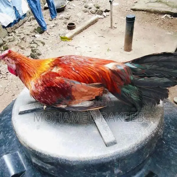 Rooster