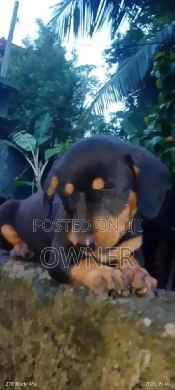 Dachshund Puppy