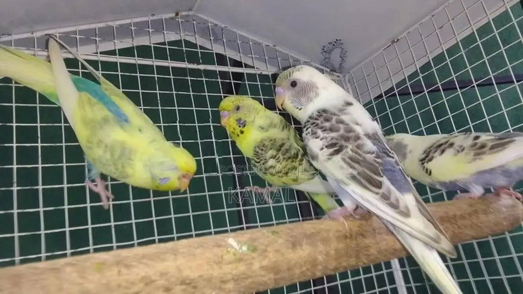 Love Bird Harlequin