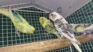 Love Bird Harlequin