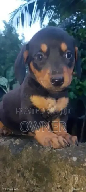 Dachshund Puppy