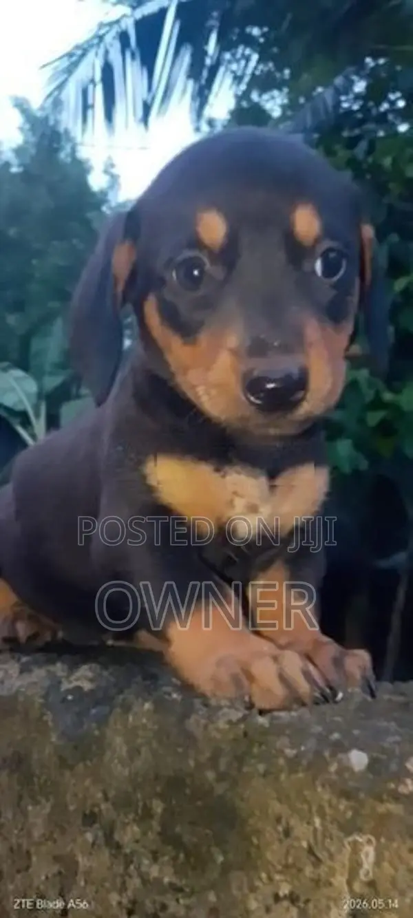 Dachshund Puppy