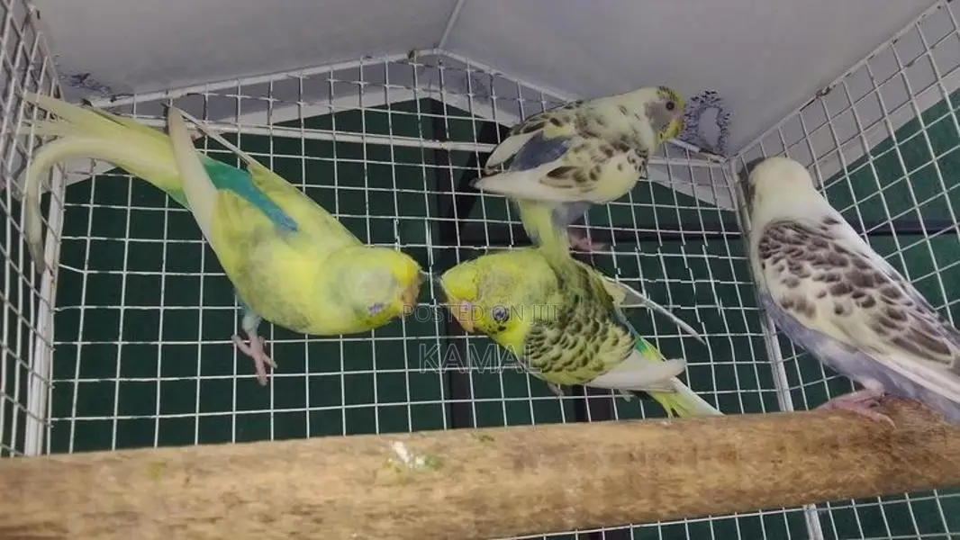 Love Bird Harlequin
