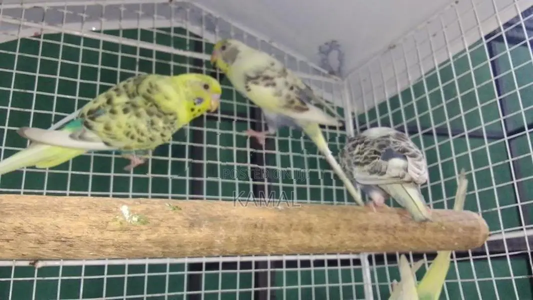 Love Bird Harlequin