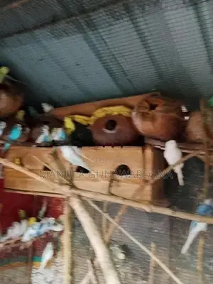 Love Birds