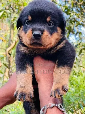 Male Rottweiler Puppy