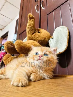 Persian Kitten Ginger