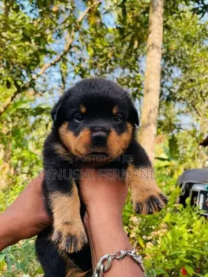 Male Rottweiler Puppy