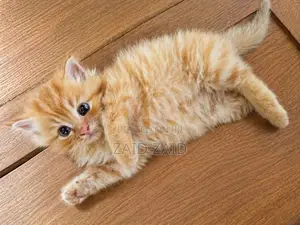 Persian Kitten Ginger