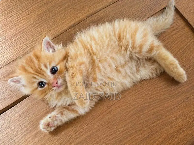 Persian Kitten Ginger