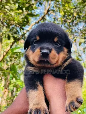 Male Rottweiler Puppy