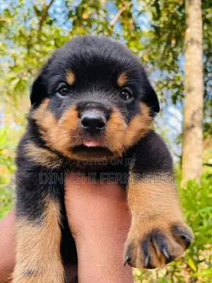 Male Rottweiler Puppy