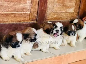 Shih Tzu Puppy