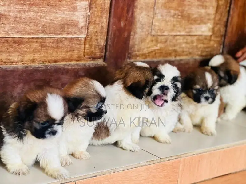 Shih Tzu Puppy