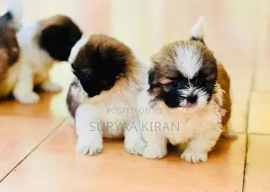 Shih Tzu Puppy