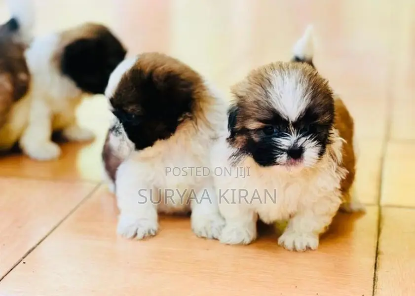 Shih Tzu Puppy
