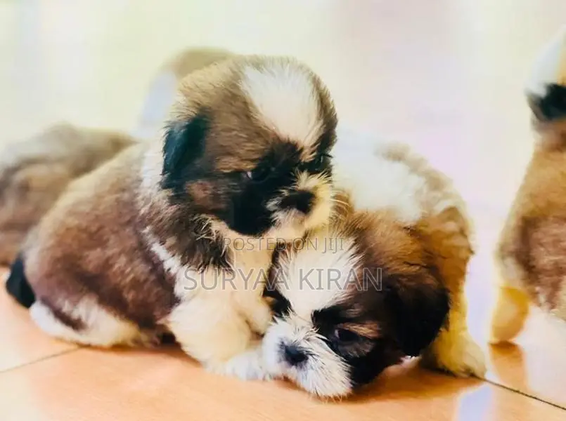 Shih Tzu Puppy
