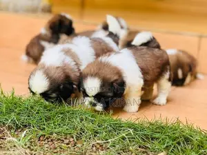Shih Tzu Puppy