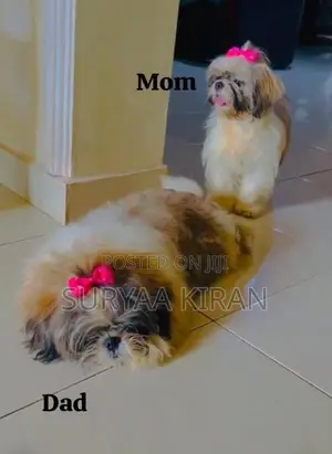 Shih Tzu Puppy