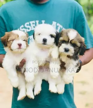 Shih Tzu Puppies