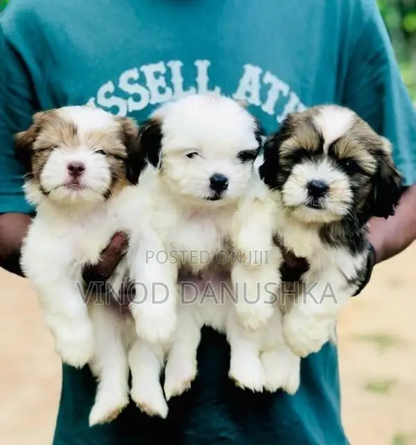 Shih Tzu Puppies