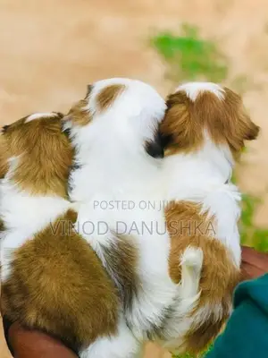 Shih Tzu Puppies