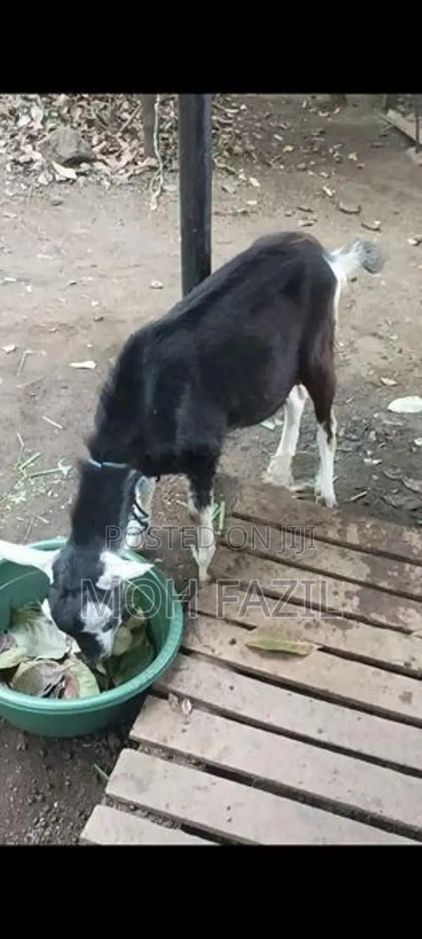 Goat Male