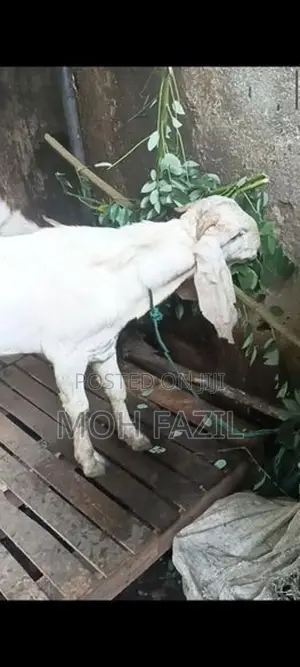 Goat Male
