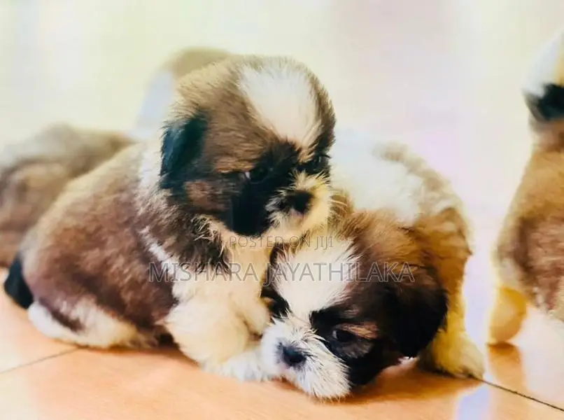 Shih Tzu Puppies