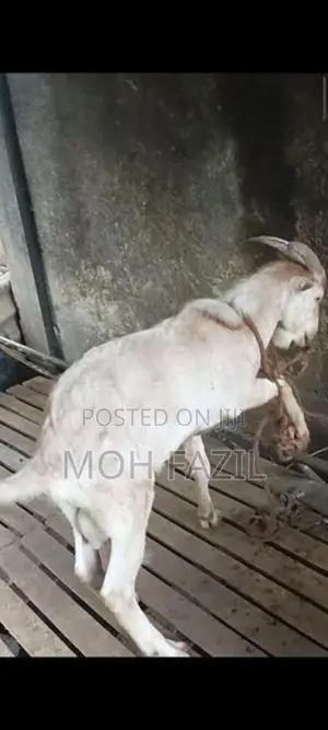 Goat Male