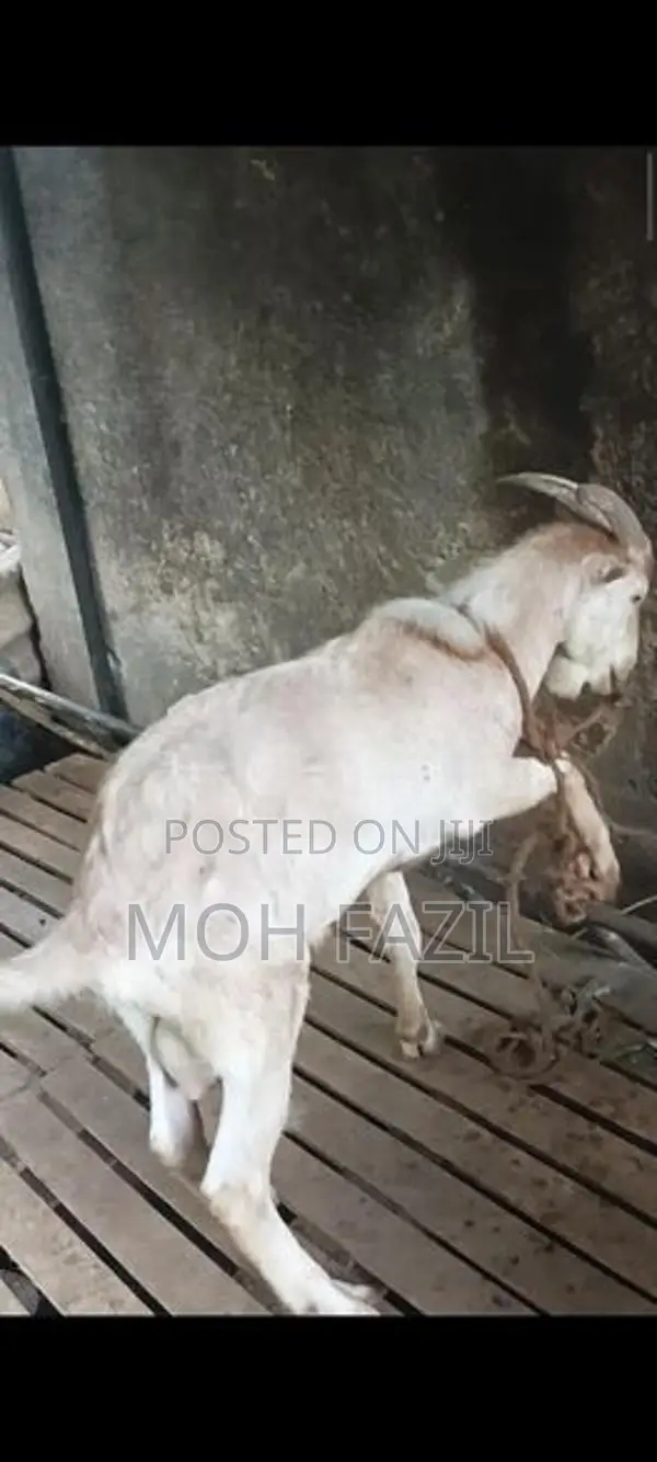 Goat Male