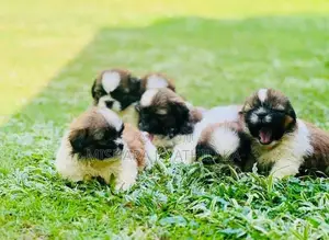 Shih Tzu Puppies
