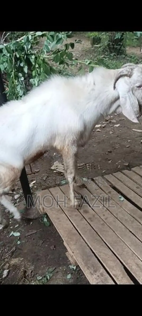 Goat Male