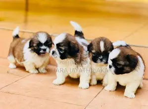 Shih Tzu Puppies