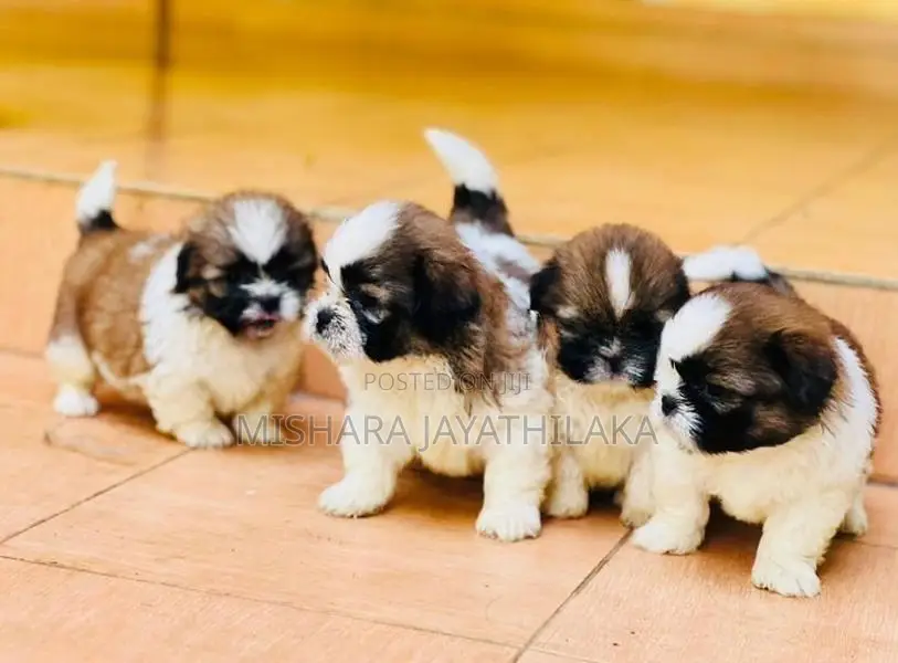 Shih Tzu Puppies
