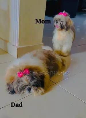Shih Tzu Puppies