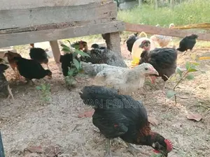 கோழி குஞ்சு