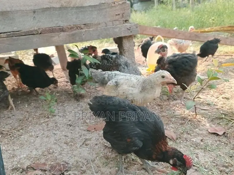 கோழி குஞ்சு