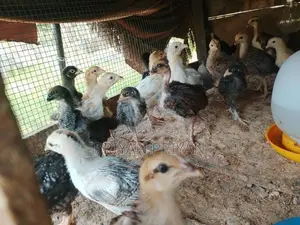 கோழி குஞ்சு