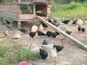 கோழி குஞ்சு