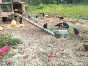 கோழி குஞ்சு