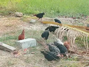 கோழி குஞ்சு