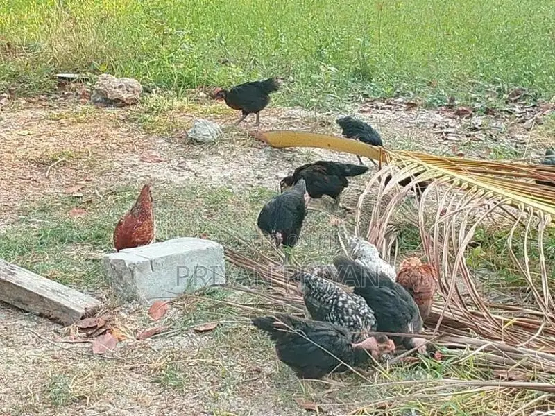 கோழி குஞ்சு