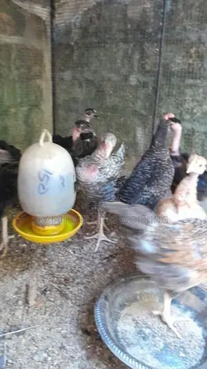 Farm Koli