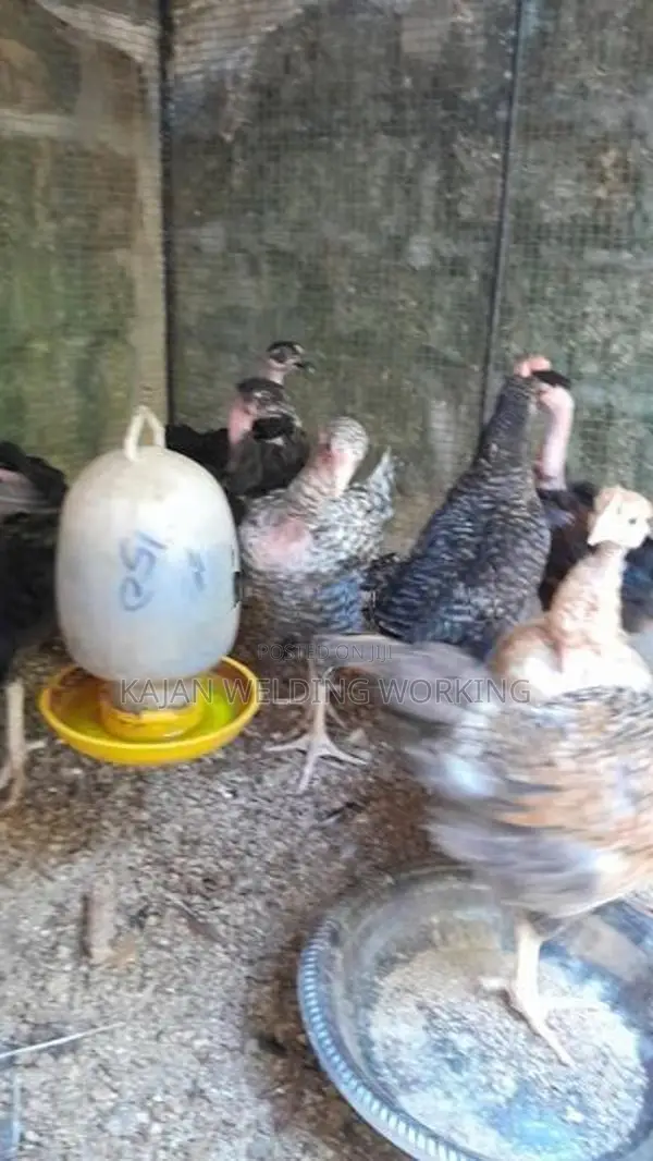 Farm Koli