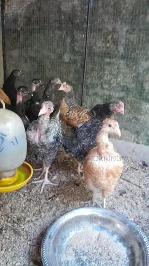 Farm Koli