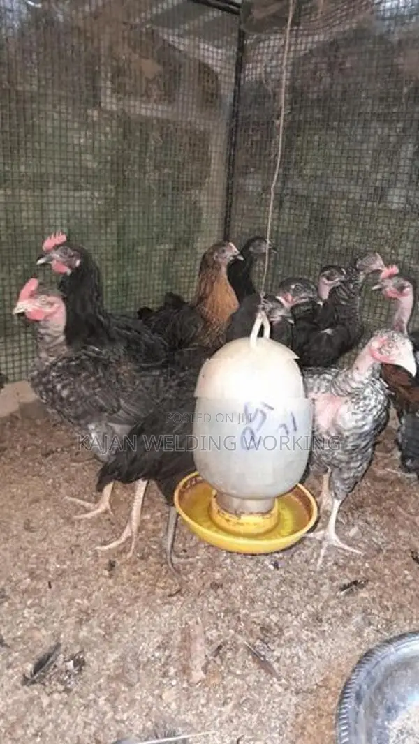 Farm Koli