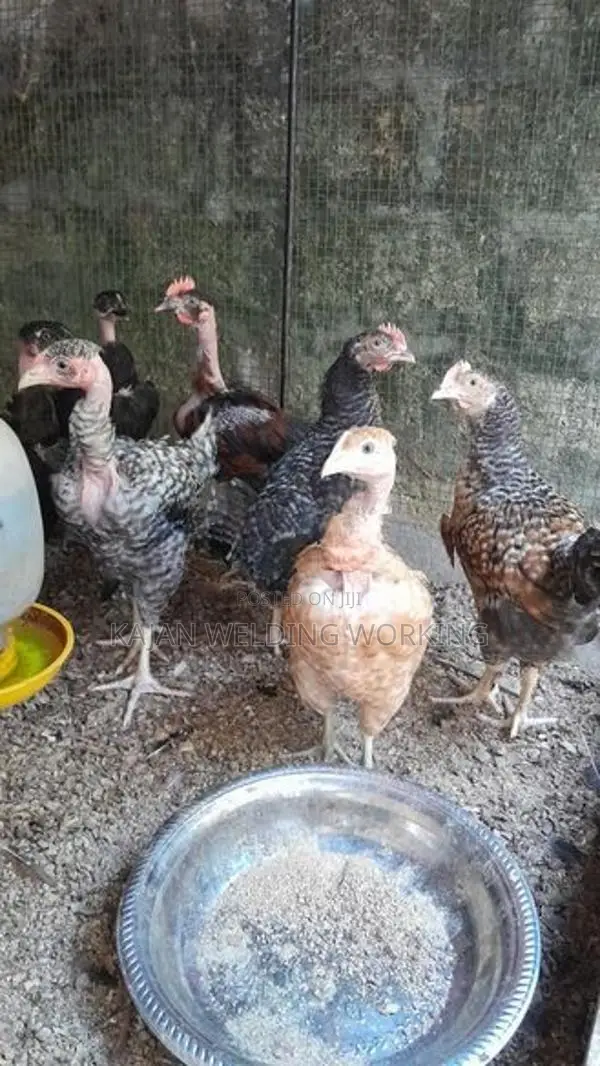 Farm Koli