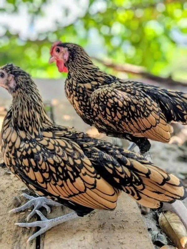 Gold Serbright Chicks