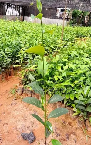 තේ පැළ